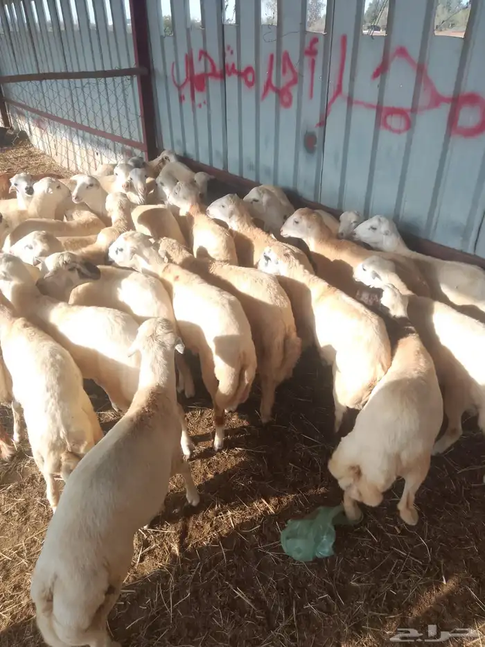 ماشاءالله تبارك الرحمن فران ذبايح للمناسبات العرايس 4