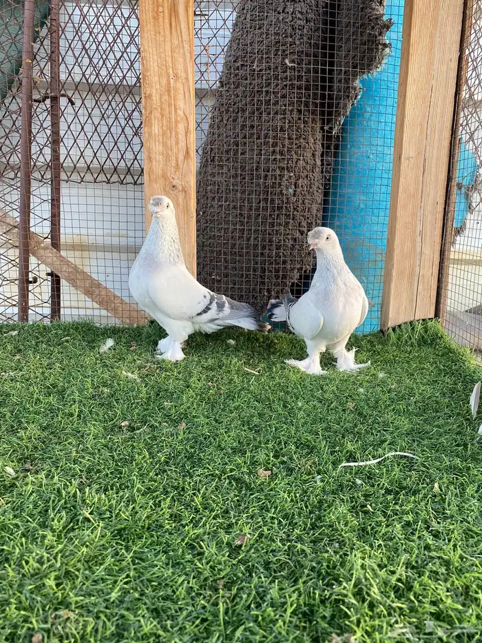 جوز ثلجي كرست تم البيع 1