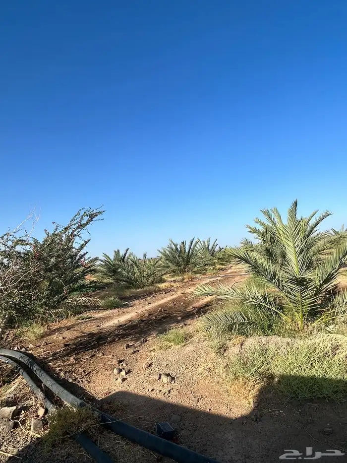 مزرعه للبيع 19