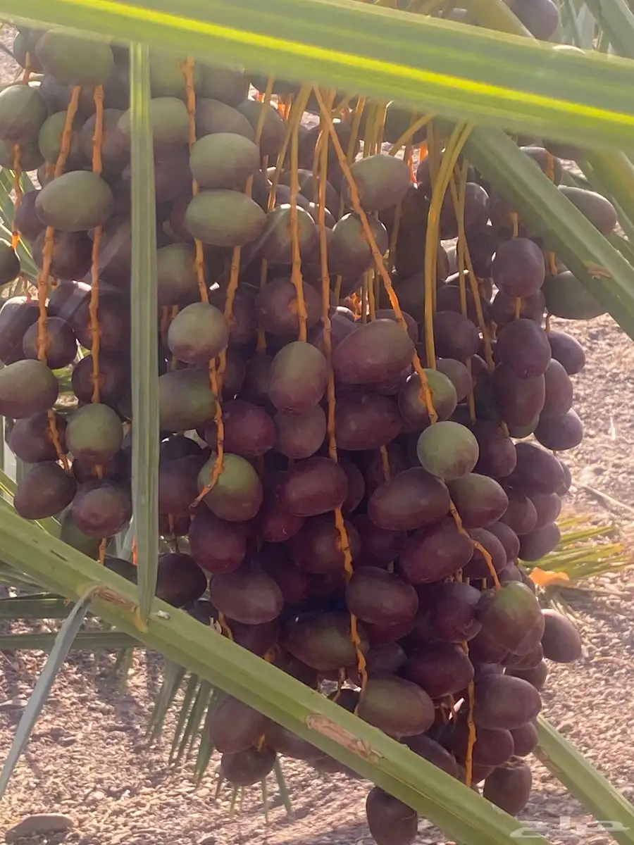 صيف تمر فاخر للبيع 1
