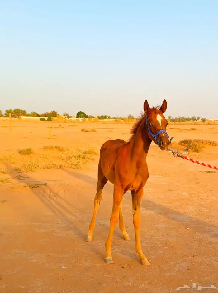 مهره جميله للبيع ( تم البيع ) 7