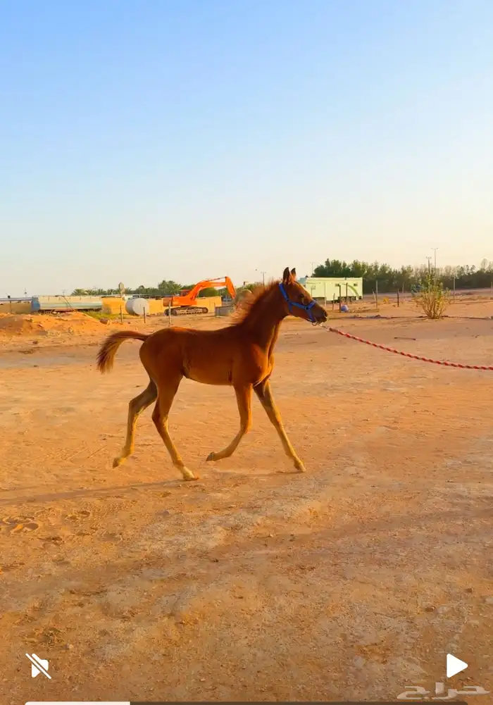 مهره جميله للبيع ( تم البيع ) 4