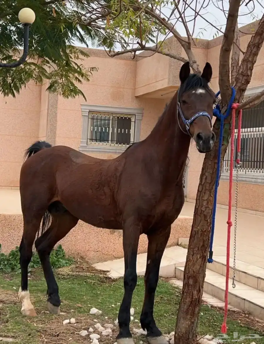 حصان شعبي 3