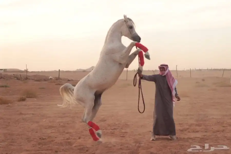 مهر شيخ 4