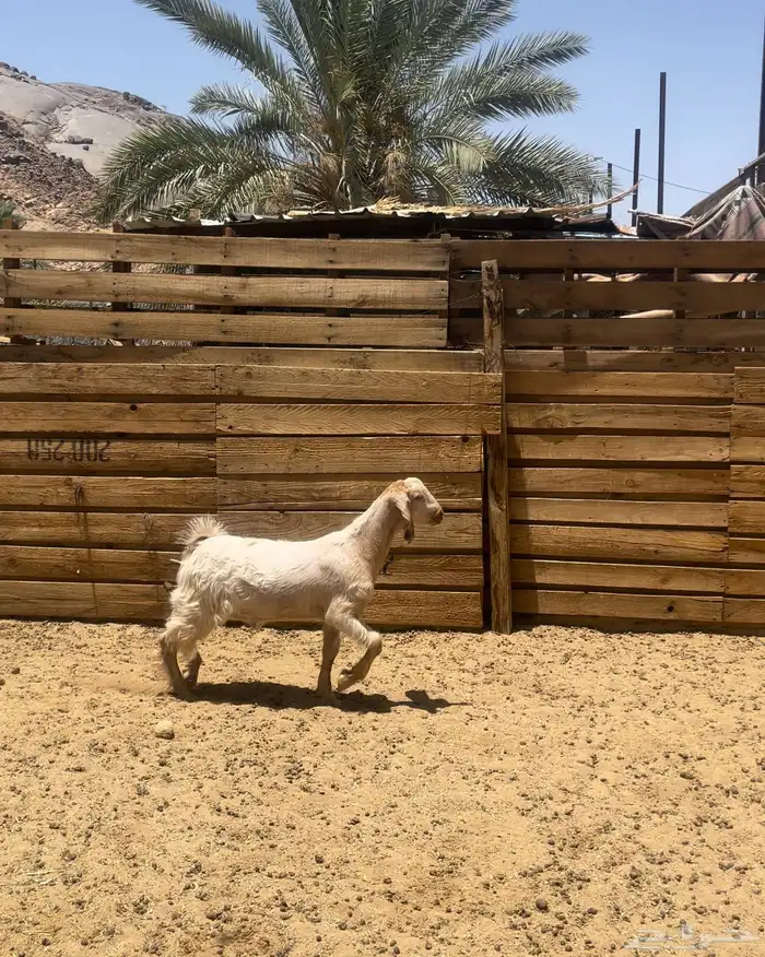 تيس مشروع فحل 0
