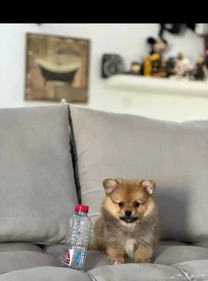 كلاب بومرينيان تي كب 1