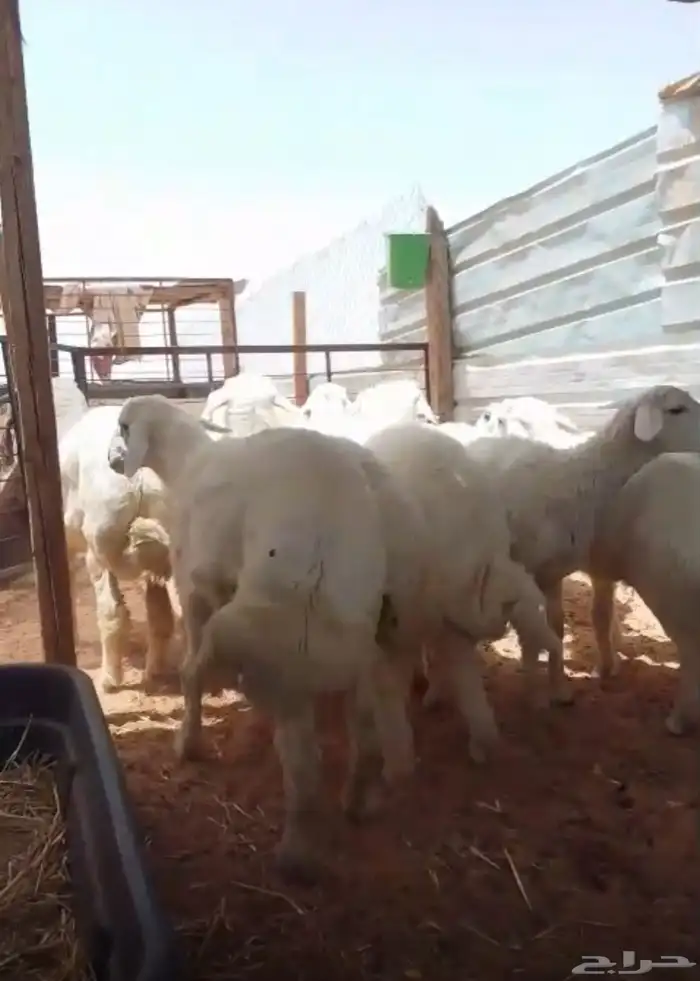 ذبايح .. نعيمي .. حري .. تيوس 5