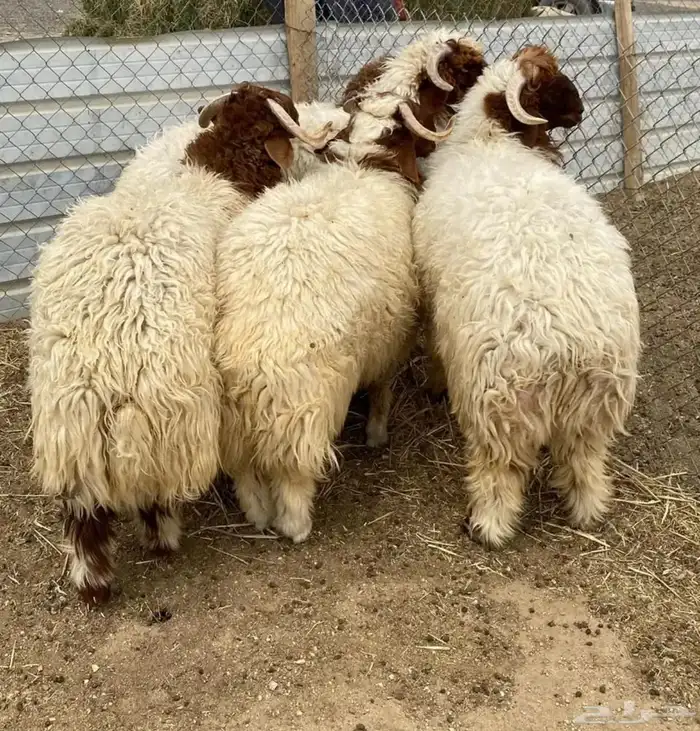 ذبايح .. نعيمي .. حري .. تيوس 1