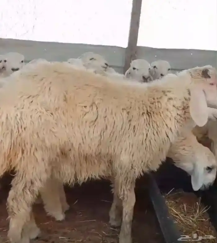 ذبايح .. نعيمي .. حري .. تيوس 3