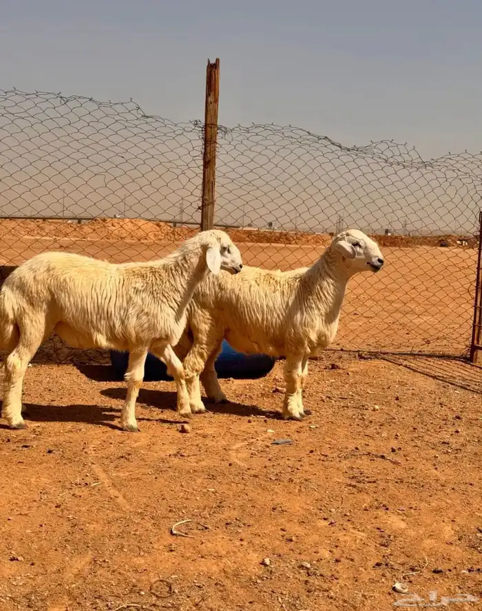 ذبايح .. نعيمي .. حري .. تيوس 0