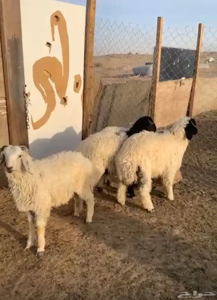 ذبايح .. نعيمي .. حري .. تيوس 6