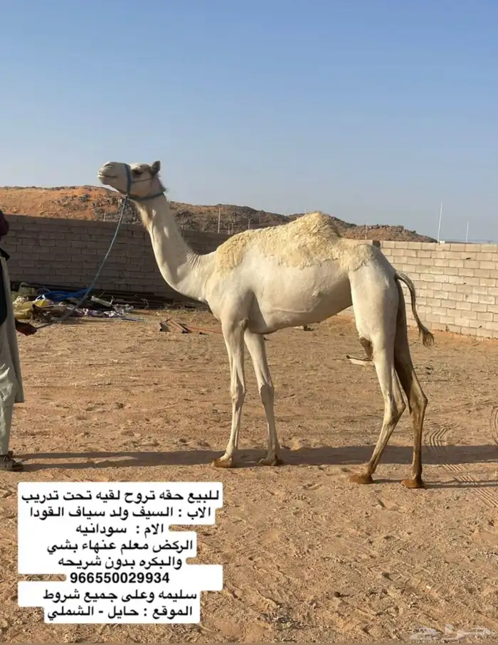 هجن 0