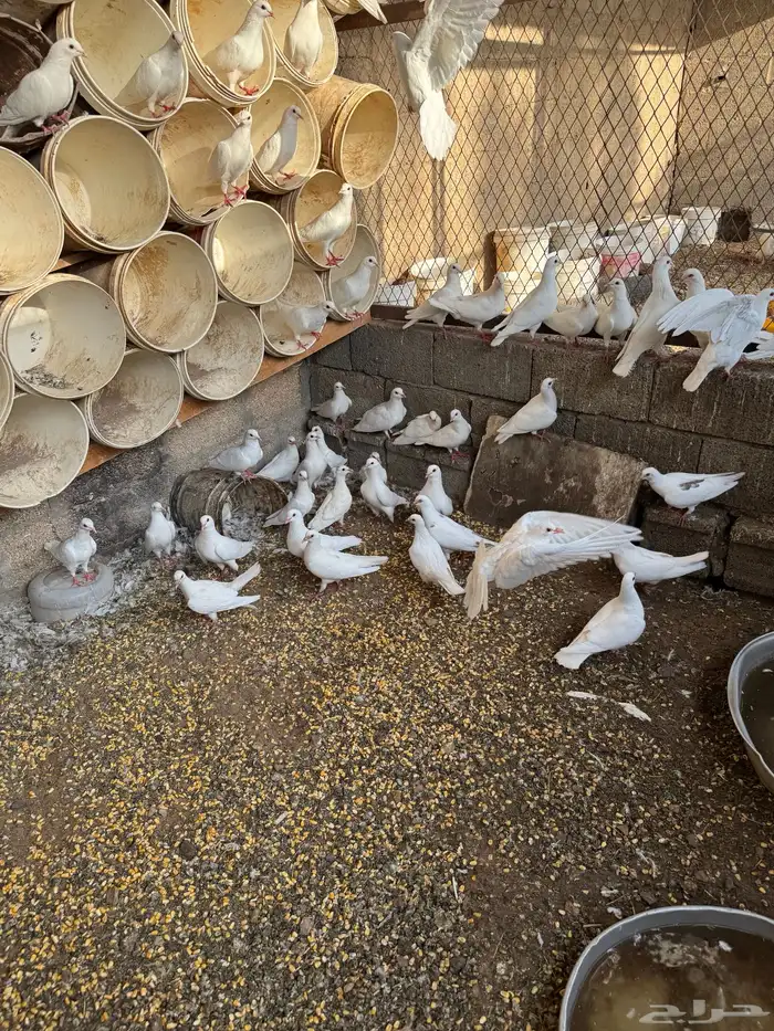حمام فرنسي شرط الصحه والإنتاج في سكاكا الجوف 11