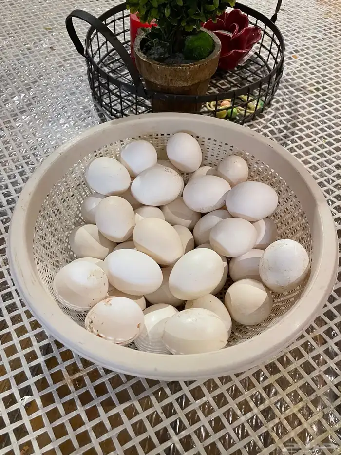 بيض بلدي جمع يومي 0