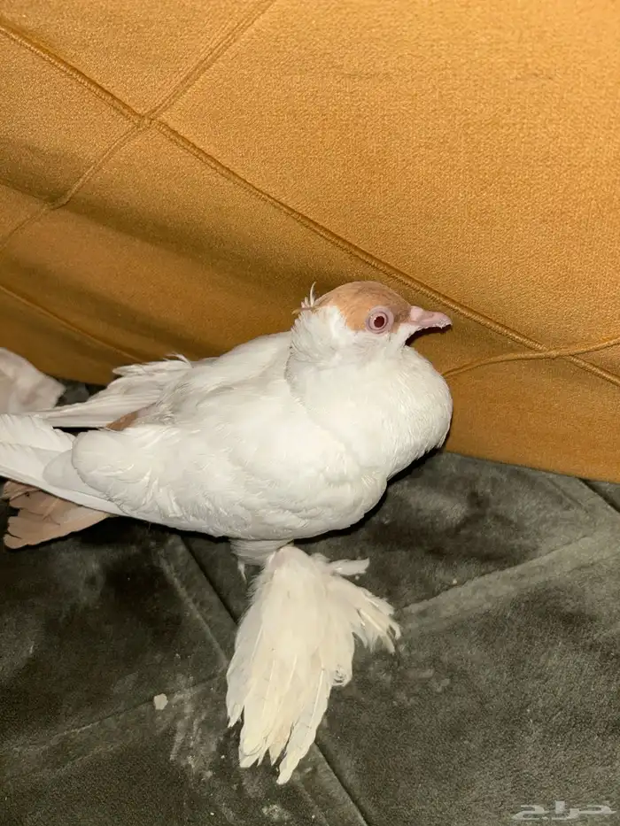 حمام بالون بصحه جيده 0