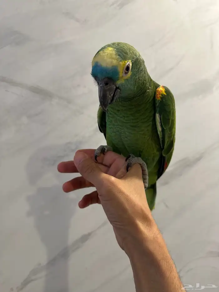 بلوفرنتد كبتن ( تم البيع ) 11