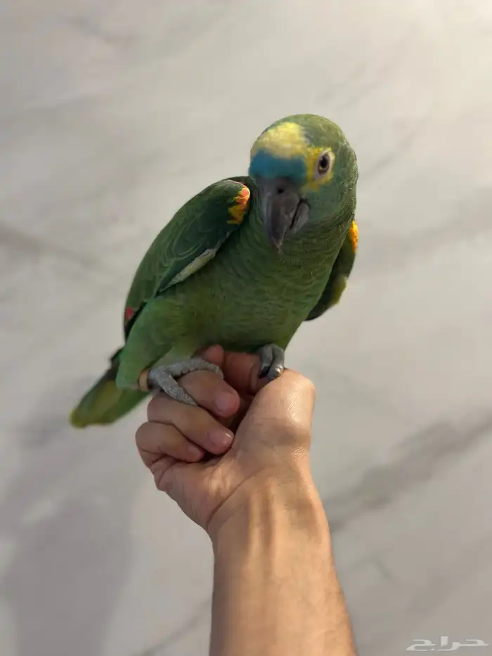 بلوفرنتد كبتن ( تم البيع ) 3