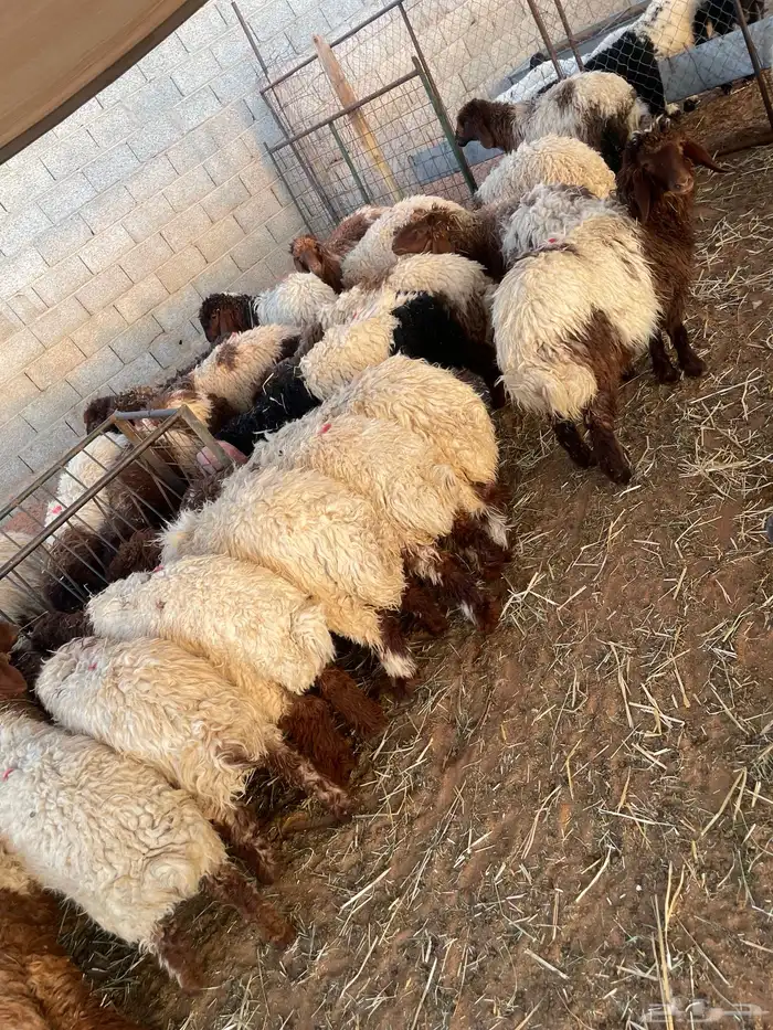 ذبايح جزله 100 تقييم تمارا 1