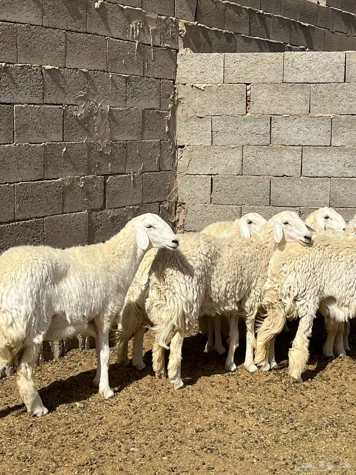 للبيع حريات 0