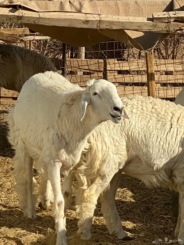 فحل حري فاخر وانتاجه فاخر 3