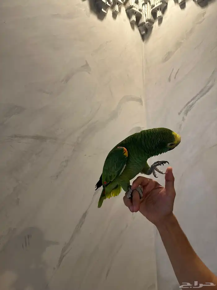 بلوفرنتد كبتن ( تم البيع ) 0