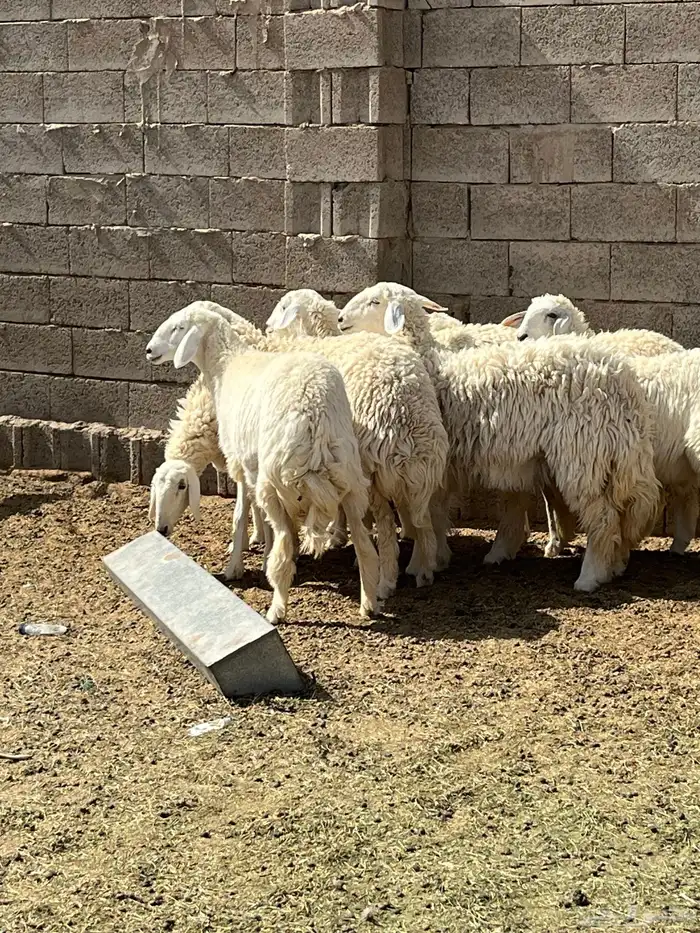 للبيع حريات 1