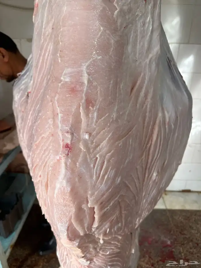 لباني 2