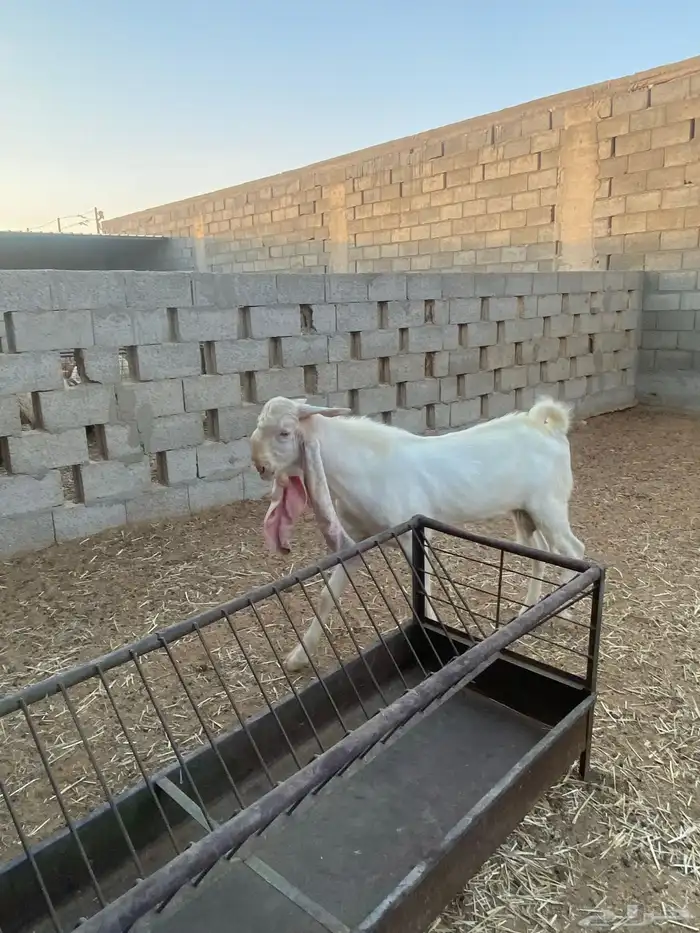 تيس مطور ابيض جذع 2