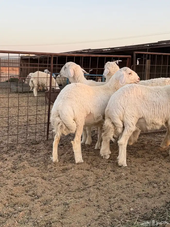 للبيع طليان حرية ذبايح فاخره 1