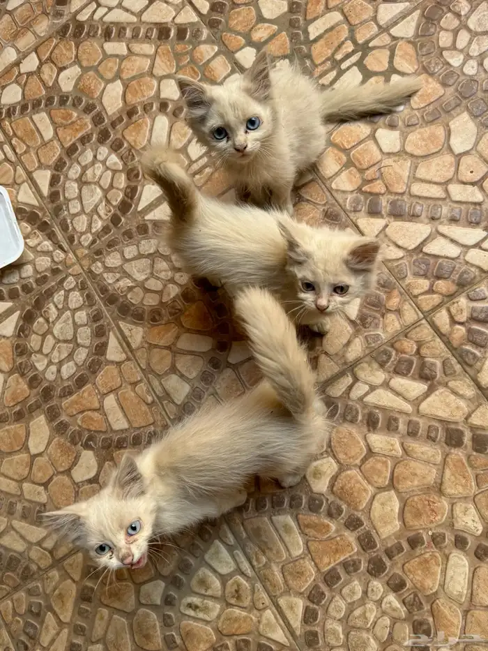مجموعة قطط للبيع 4