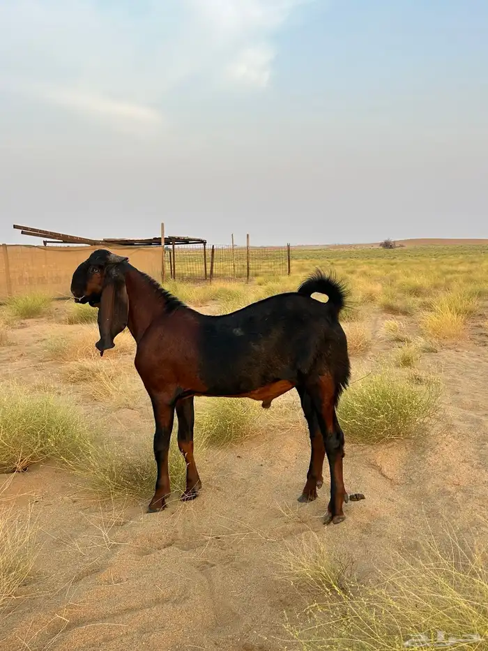 تيس فحل باكستاني(تم البيع) 0