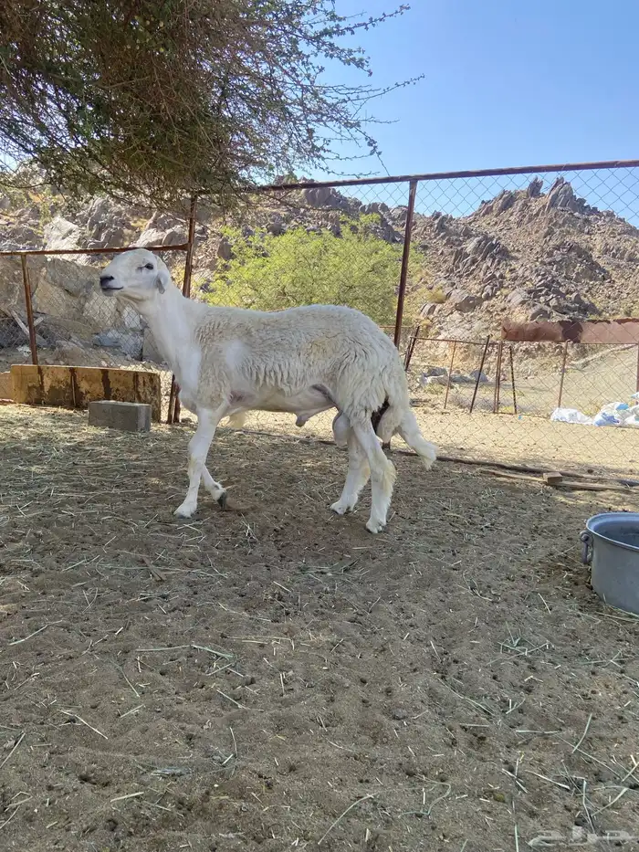 خروف جذع توه قلع للثني فحل جبر وناهي 0
