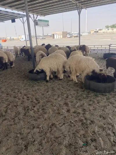 مشالله ذبايح نعيم فاخره 0