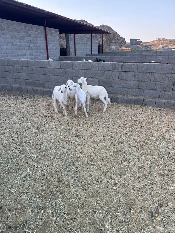 خرفان 4
