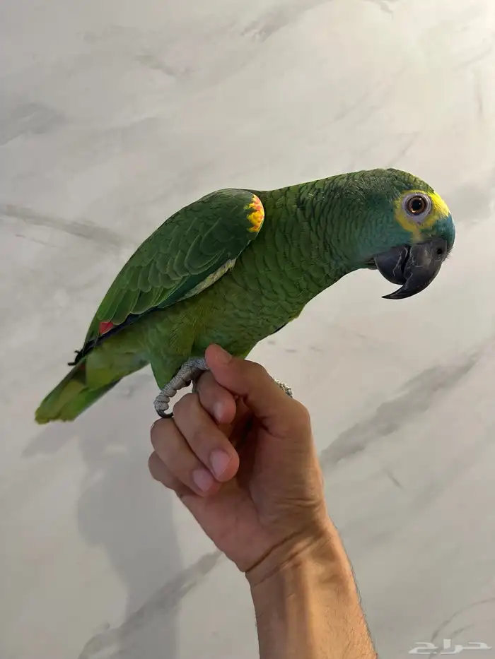 بلوفرنتد كبتن ( تم البيع ) 12