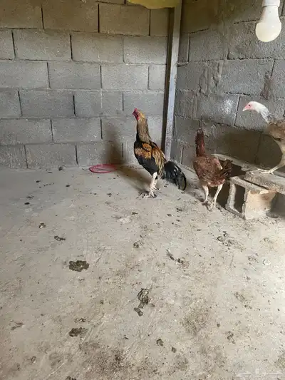 ديكين باكستاني للبيع تم البيع 2