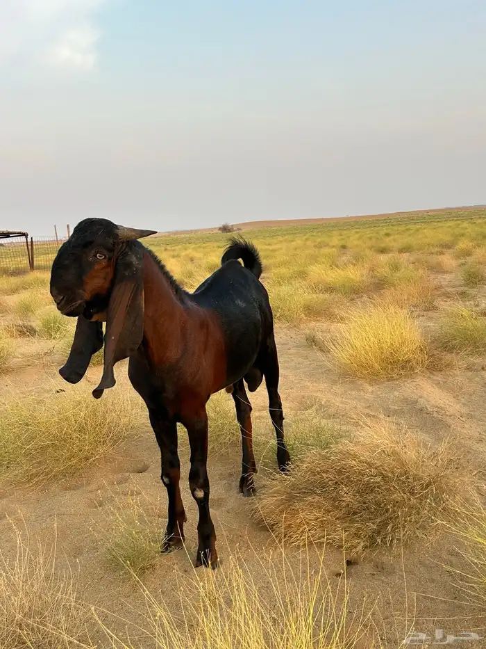 تيس فحل باكستاني(تم البيع) 4