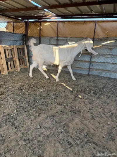 عنز مطوره. تم البيع 3