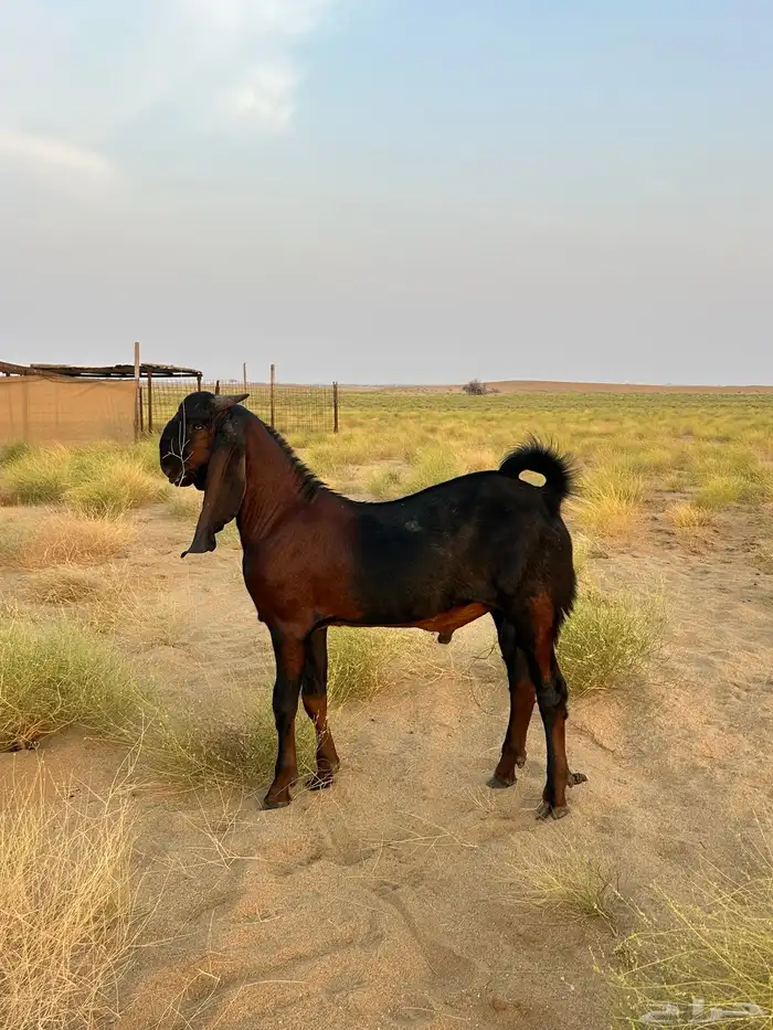 تيس فحل باكستاني(تم البيع) 2