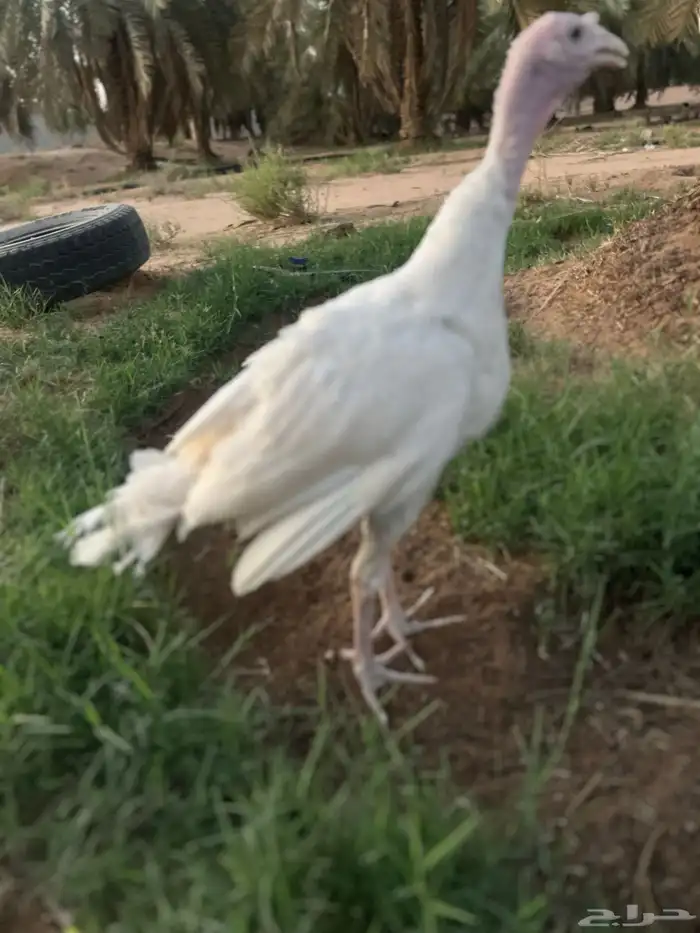 رومي اللون ابيض 1