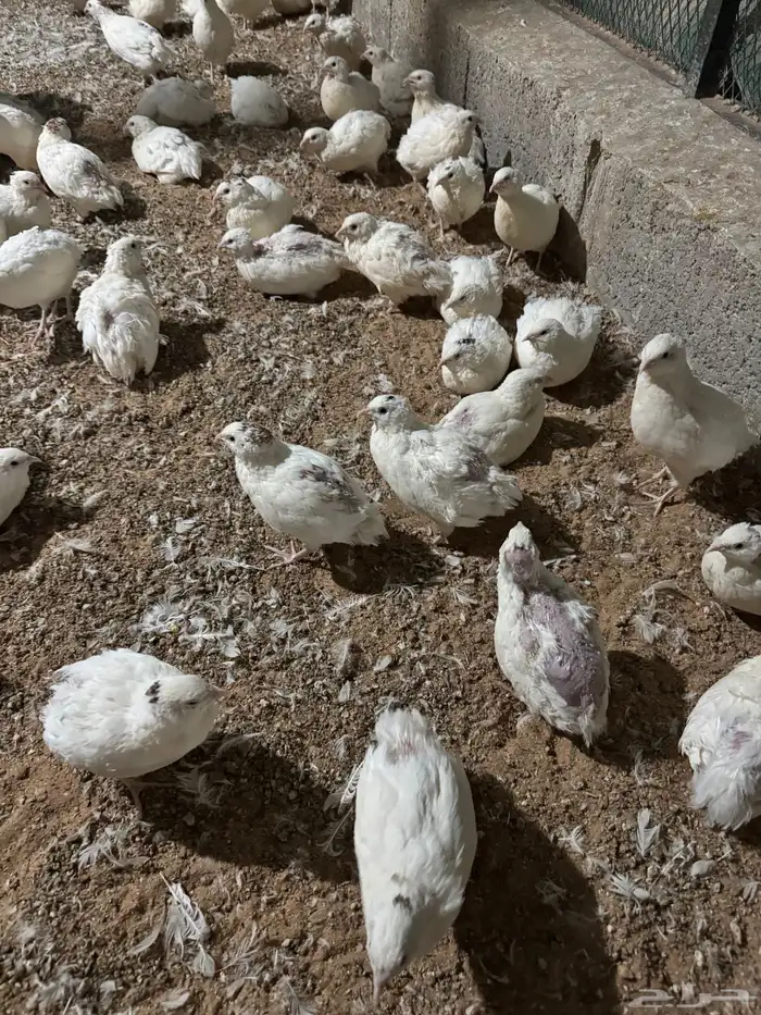 بيض سمان جامبو أبيض 4