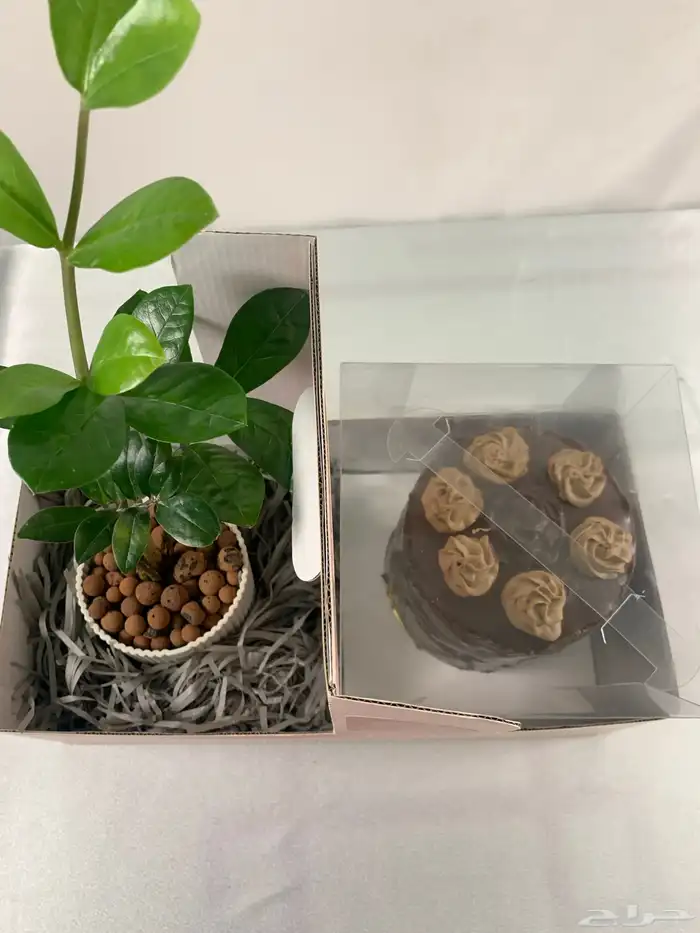 بوكس هدية أنيق   كيكة طازجة   نبتة داخل بوكس فاخر 0