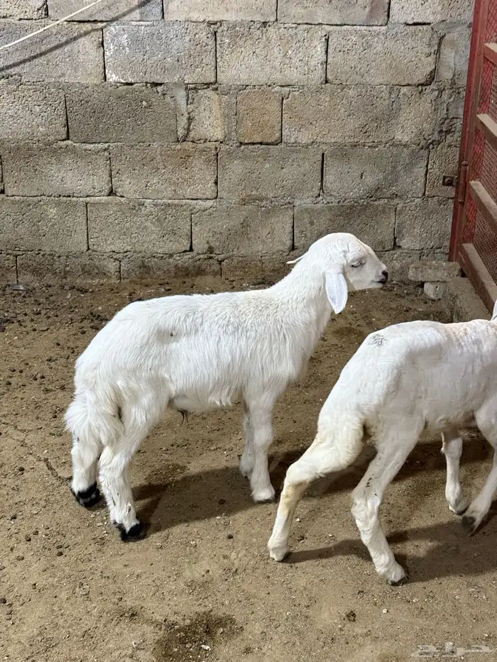 للبيع بهم طليان ترضع من اي شي 3