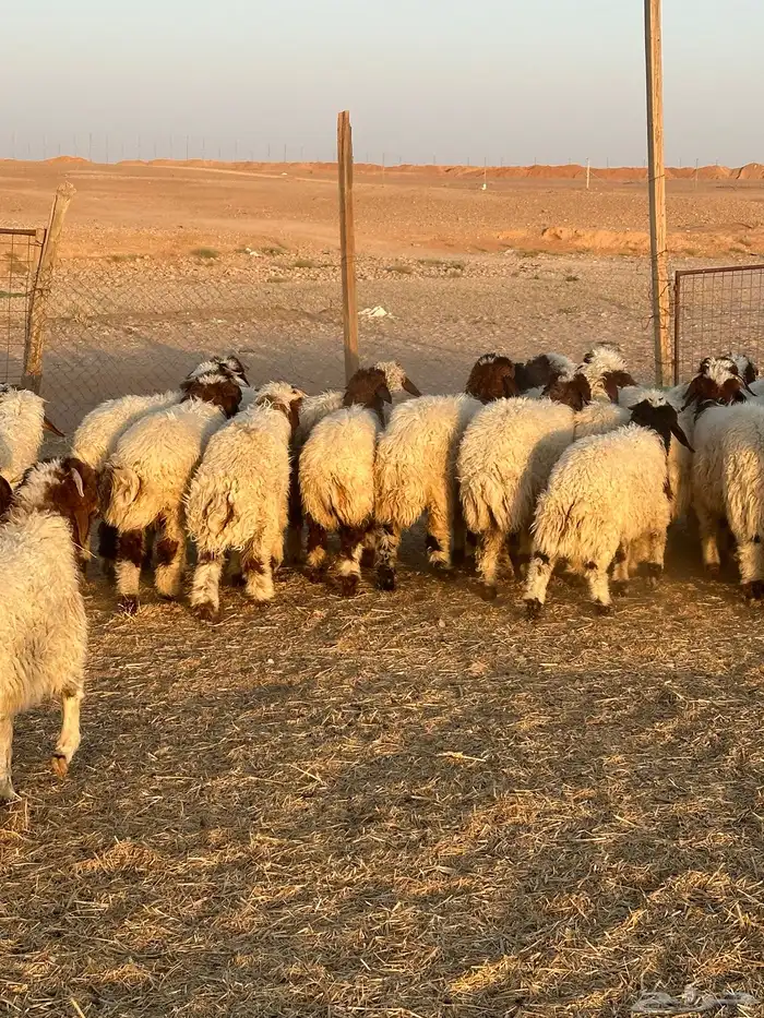 خرفان نعيم 4