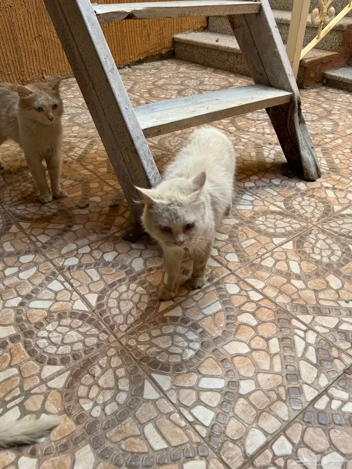 مجموعة قطط للبيع 2