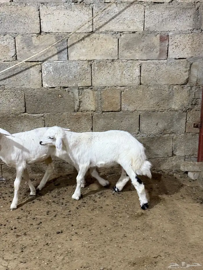 للبيع بهم طليان ترضع من اي شي 4