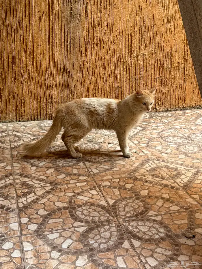 مجموعة قطط للبيع 5