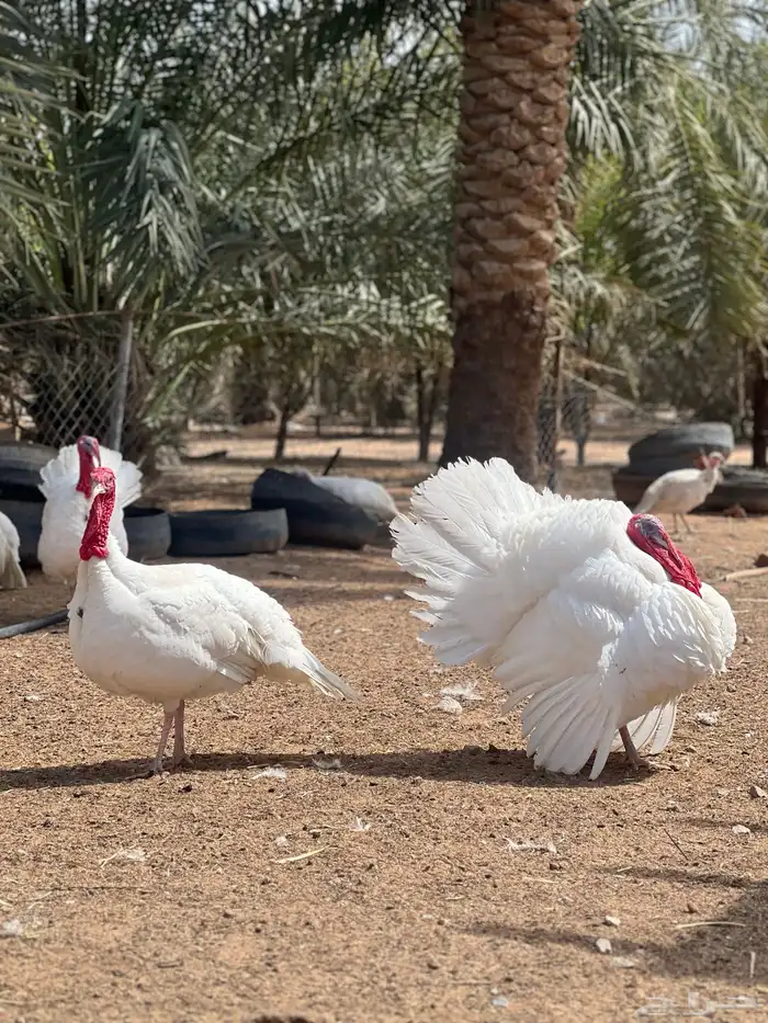 رومي اللون ابيض 3