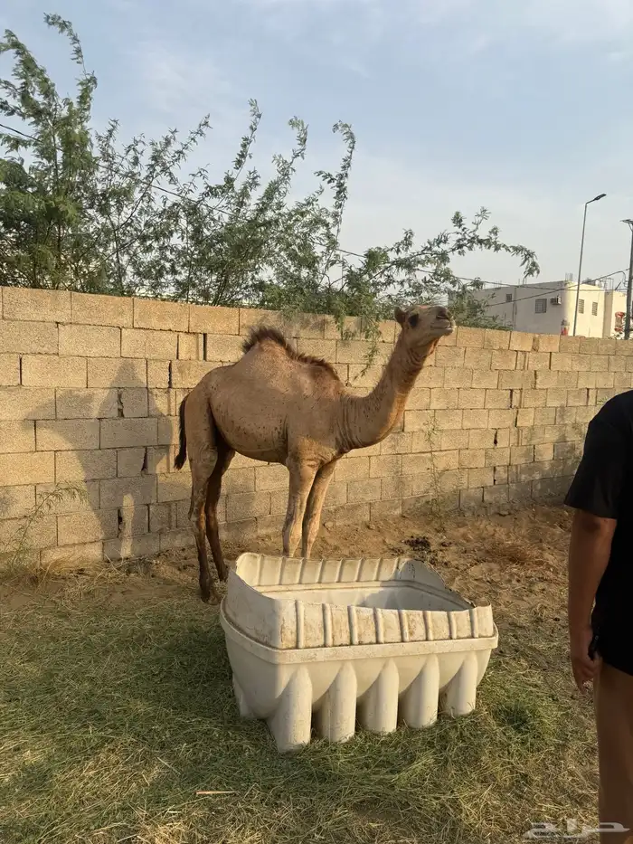 ابل حاشي 0
