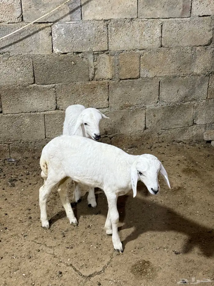 للبيع بهم طليان ترضع من اي شي 5